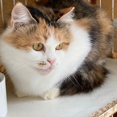 デコちゃん 長毛三毛猫 鼻ペちゃ 女の子
