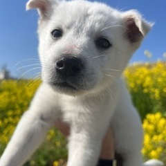 急募🧡イケメン白子犬🐶