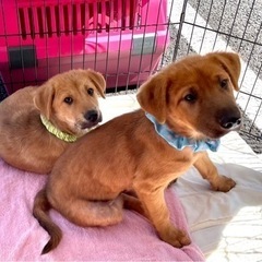 3/26ポチたま会犬猫譲渡会 - イベント