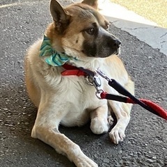 3/26ポチたま会犬猫譲渡会 - その他