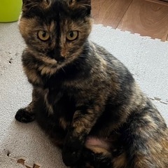 サビちゃんの里親募集します。実際凄く可愛いです。