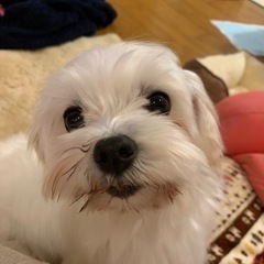 保護犬、繁殖犬の引退犬の保護への取り組み