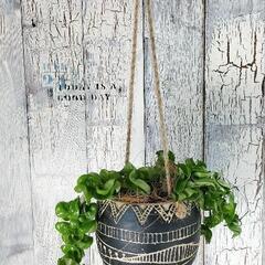 ホヤ 　コンパクタ　　観葉植物