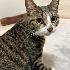 【保護猫】美猫で甘えん坊のジュリアちゃんメス1歳