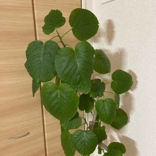 観葉植物???フィカスウンベラータ