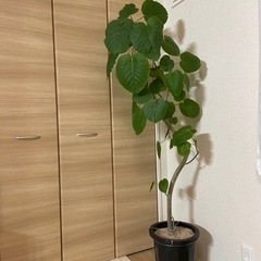 観葉植物𖤣𖥧𖥣フィカスウンベラータの画像