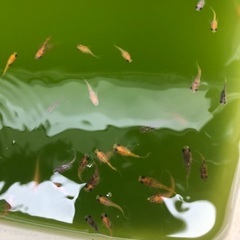 ダルマメダカ(半ダルマ)の画像