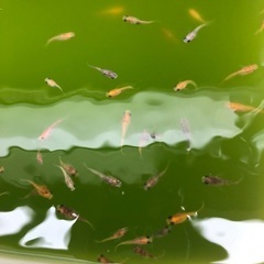 ダルマメダカ(半ダルマ)の画像
