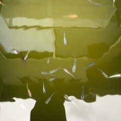 ミックスメダカの画像