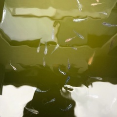 ミックスメダカの画像