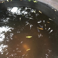 ミックスメダカの画像