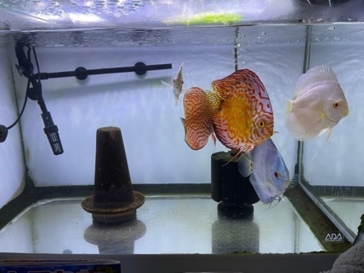 別々で掲載します。ディスカス５匹