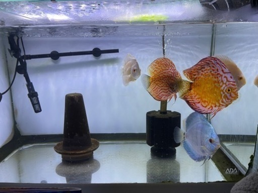 別々で掲載します。ディスカス５匹