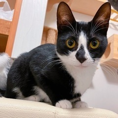 【保護猫】可愛いハチワレのヒマ君オス1歳