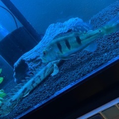 淡水魚、熱帯魚貰いたいです！