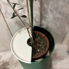 ペール缶プランター　手作り一点物になります。の画像