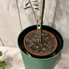 ペール缶プランター　手作り一点物になります。の画像
