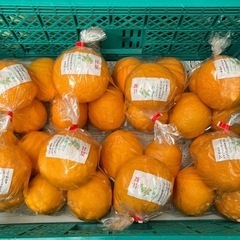 甘夏
