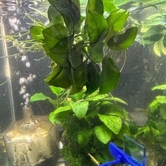 アヌビアス・ナナ　3株