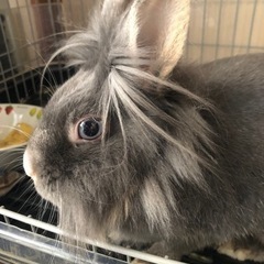 ライオンうさぎちゃん