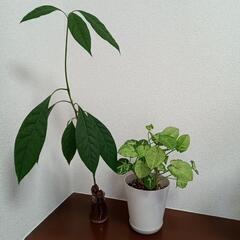 【交渉中】観葉植物　差し上げます　3/24まで