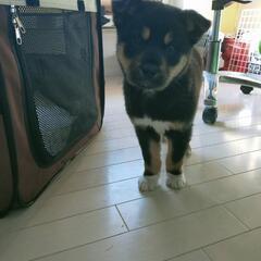 【ゴマ】生後約2ヶ月雑種犬里親募集!