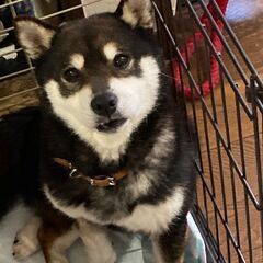 里親様決定しました😊可愛い豆柴ちゃん♥️