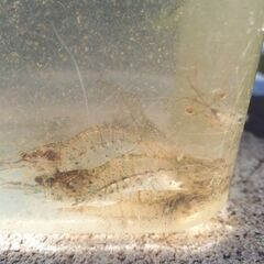 無料で🦐琵琶湖産モエビ🦐の画像