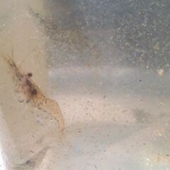 無料で🦐琵琶湖産モエビ🦐の画像