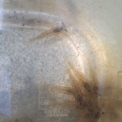 無料で🦐琵琶湖産モエビ🦐の画像