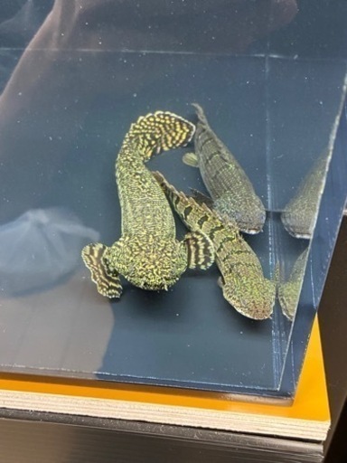 ポリプテルス　ノーザンバラムンディ