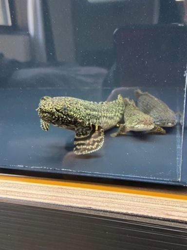 ポリプテルス　ノーザンバラムンディ
