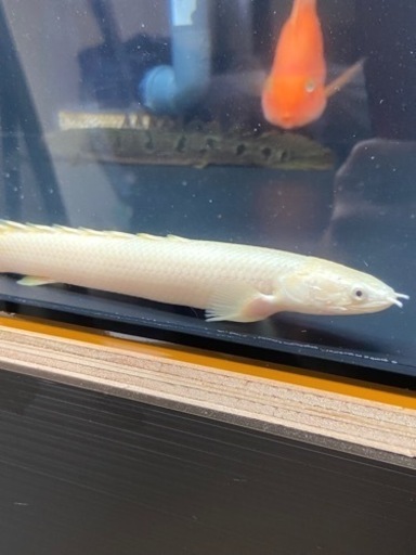 ポリプテルス　ノーザンバラムンディ