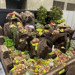 名古屋近辺でのガーデニング、家庭菜園、園芸等の情報交換、種シェア等 - メンバー募集