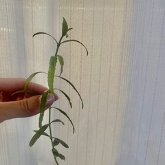水草　淡水　水槽