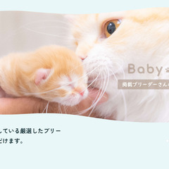 ベビーちゃんを愛情たっぷりに育てているブリーダー様のことを、もっと身近に感じてほしい - ペット
