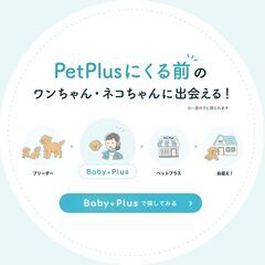 ベビーちゃんを愛情たっぷりに育てているブリーダー様のことを、もっと身近に感じてほしい - 地元のお店