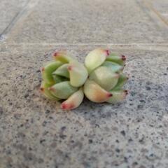 多肉植物　オレンジモンロー双頭　 A