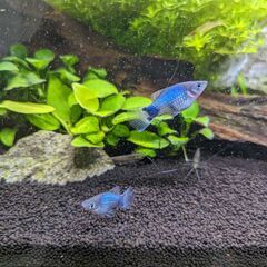 熱帯魚　プラティ　ブルーミッキーマウスプラティ