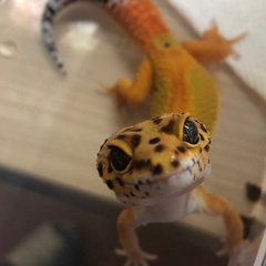 クラウンG 入荷してます