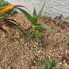 アロエ　ストリアツラ　脇芽　差し上げます。