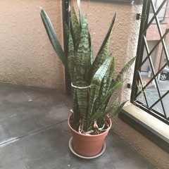 観葉植物（サスペリア）