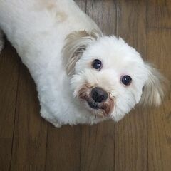 里親探してます