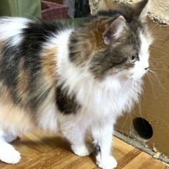 ラガマフィン美人さんな女の子♪ − 愛知県