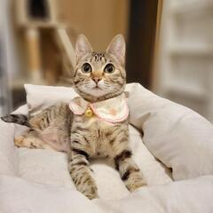 保護猫活動にご協力頂けませんか？