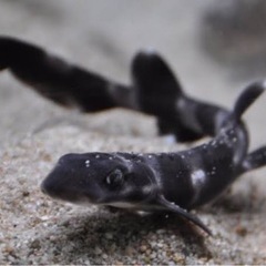 コーラルキャットシャーク 