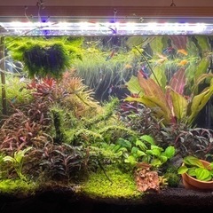 水草: 水草11種類（エキノドルス&ブセ入り）お試しセット①