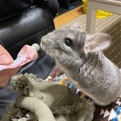 チンチラ　ヴァイオレット