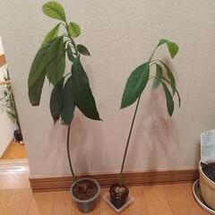 【値下しました】アボカド 苗 一年生の画像
