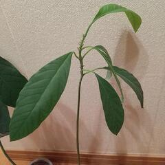 【値下しました】アボカド 苗 一年生の画像